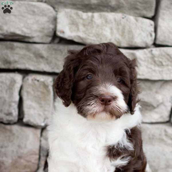 Katniss, Bernedoodle Puppy